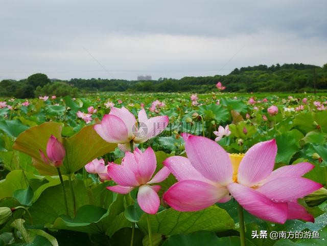 今日特码科普！什么是爱情在线,百科词条爱好_2024最快更新