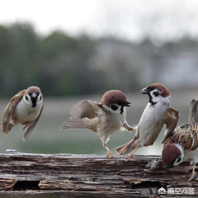 今日特码科普！4月电影票房排行榜,百科词条爱好_2024最快更新